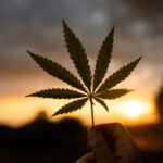 Cannabis