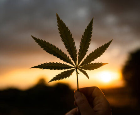 Cannabis