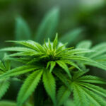 Marijuana