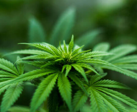 Marijuana