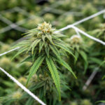 Marijuana