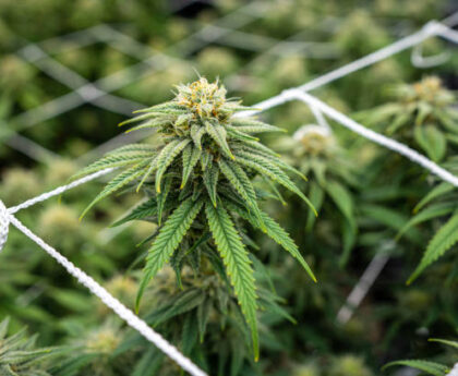 Marijuana