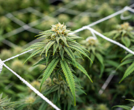 Marijuana
