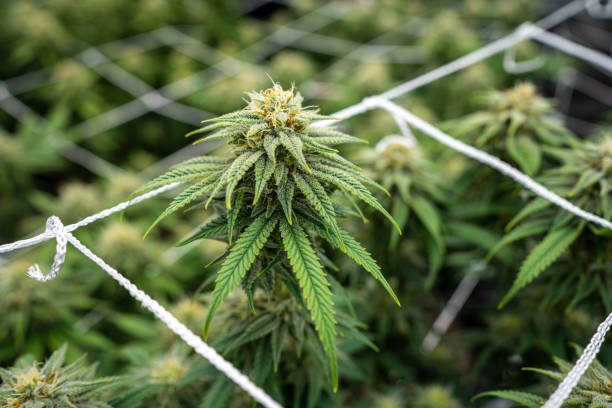 Marijuana